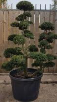Japanese trained Ilex Crenata Cloud Trees, you buy this exact tree and we deliver in the UK