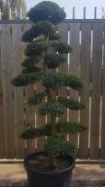 Japanese Ilex Crenata Cloud Trees large selection of unique trees with delivery in the UK