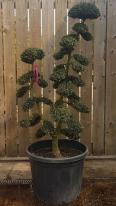 Twin stemmed Japanese cloud trees, trained from Ilex Crenata Cloud Tree - you buy this exact tree.