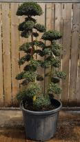 Niwaki Japanese Cloud Tree Ilex Crenata, trained by experts into this beautiful shape - you