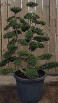 Mature double stemmed Ilex Crenata Cloud Trees - you buy this exact tree.