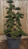 Spectacular Japanese Ilex Crenata Cloud Tree, you