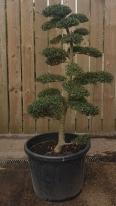 Buy this exact Japanese Ilex Crenata Cloud Tree in this image - delivery UK