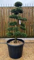 Japanese Ilex Crenata Cloud Tree