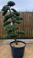 Japanese Ilex Crenata Cloud Tree