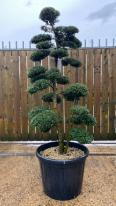 Japanese Ilex Crenata Cloud Tree