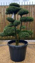 Japanese Ilex Crenata Cloud Tree