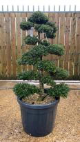 Japanese Ilex Crenata Cloud Tree