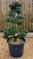 Japanese Ilex Crenata Cloud Tree
