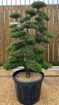 Japanese Ilex Crenata Cloud Tree