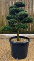Japanese Ilex Crenata Cloud Tree