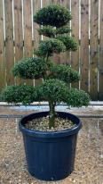 Japanese Ilex Crenata Cloud Tree