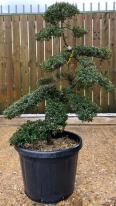 Japanese Ilex Crenata Cloud Tree