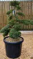 Japanese Ilex Crenata Cloud Tree