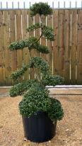 Japanese Ilex Crenata Cloud Tree