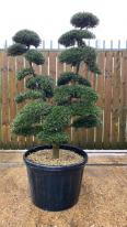 Japanese Ilex Crenata Cloud Tree