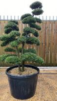 Japanese Ilex Crenata Cloud Tree