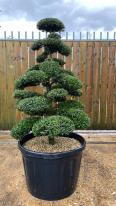 Japanese Ilex Crenata Cloud Tree