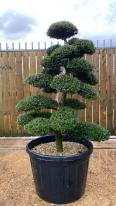 Japanese Ilex Crenata Cloud Tree