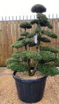 Japanese Ilex Crenata Cloud Tree