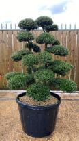 Japanese Ilex Crenata Cloud Tree