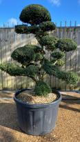 Japanese Ilex Crenata Cloud Tree
