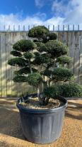Japanese Ilex Crenata Cloud Tree
