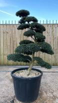 Japanese Ilex Crenata Cloud Tree