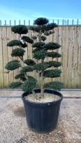 Japanese Ilex Crenata Cloud Tree