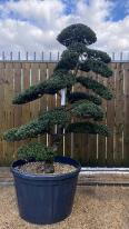 Japanese Ilex Crenata Cloud Tree