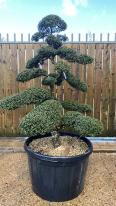 Japanese Ilex Crenata Cloud Tree
