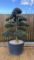 Japanese Ilex Crenata Cloud Tree