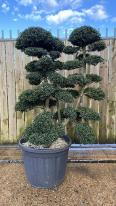 Japanese Ilex Crenata Cloud Tree