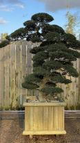Japanese Ilex Crenata Cloud Tree