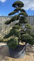 Japanese Ilex Crenata Cloud Tree