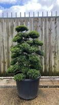 Ilex Crenata Cloud Tree