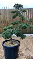 Japanese Ilex Crenata Cloud Tree