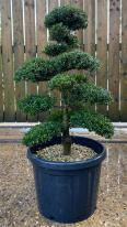 Japanese Ilex Crenata Cloud Tree