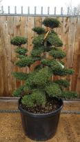 Garden nursery specialising in unique Japanese Cloud Trees, huge selection for sale online, you buy the tree you see in the image, UK delivery