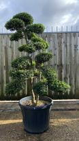 Ilex Crenata Cloud Tree