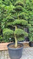 Ilex Crenata Cloud tree - for sale online with UK delivery