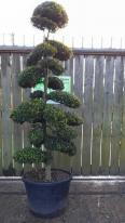 Unique Japanese Cloud Tree, for sale online UK delivery
