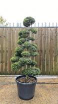 Ilex Crenata Cloud Tree