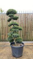 Ilex Crenata Cloud Tree