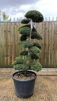 Ilex Crenata Cloud Tree