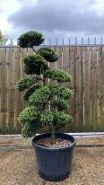 Ilex Crenata Cloud Tree