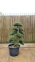 Ilex Crenata Cloud Tree