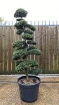 Ilex Crenata Cloud Tree