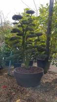 Ilex Crenata Kin Me Unique Tree For Sale UK