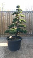 Juniperus Chinensis Cloud Tree beautiful unique tree, shaped into cloud tree by experts, yet very easy to maintain in shape, you buy this tree, UK delivery.